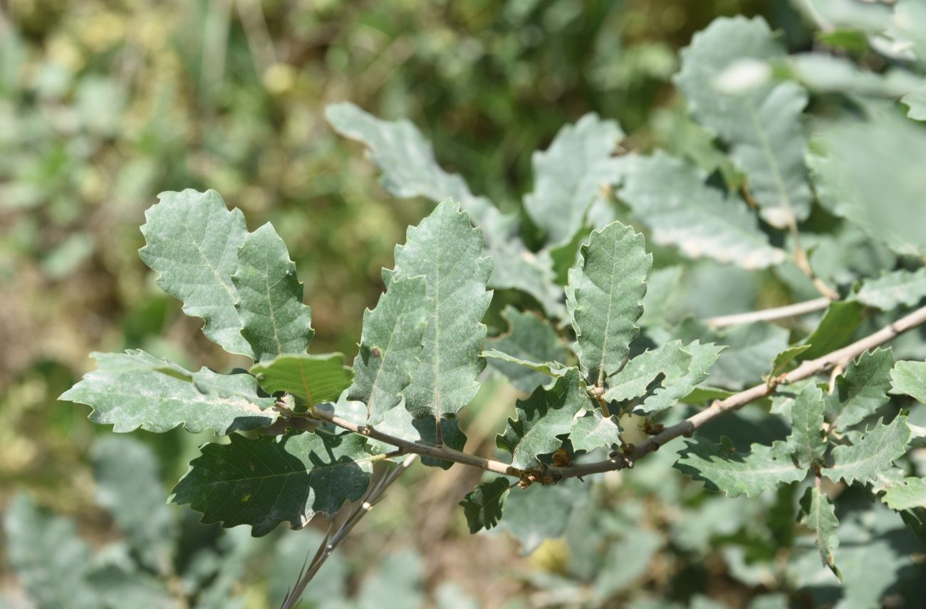Изображение особи Quercus brantii.
