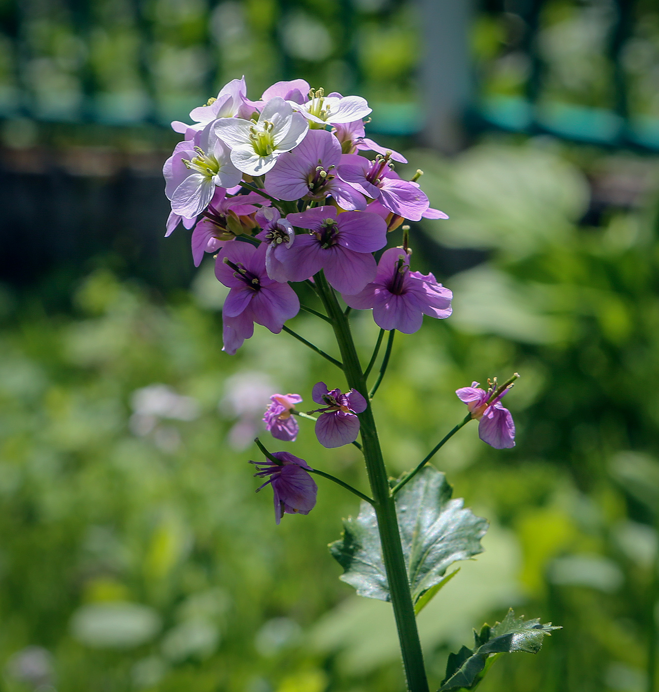 Image of Cardamine seidlitziana specimen.