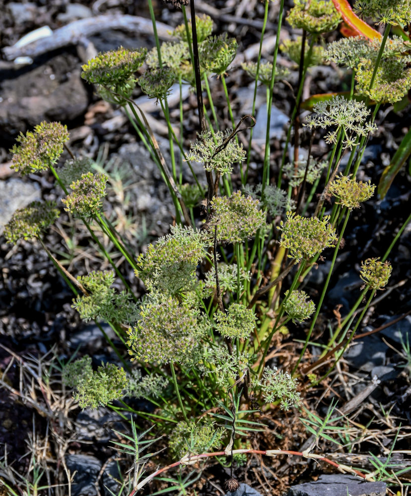 Image of Daucus carota specimen.