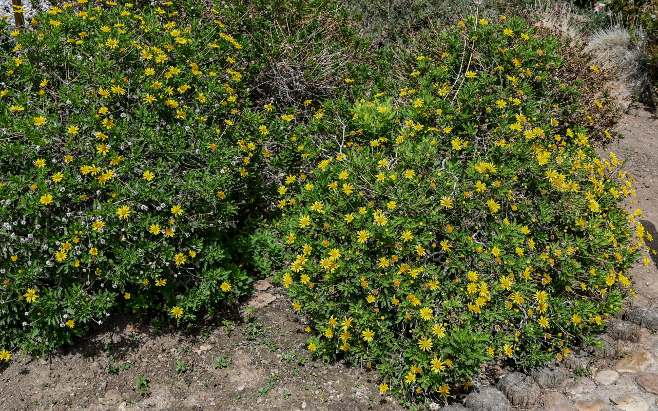 Изображение особи Euryops pectinatus.