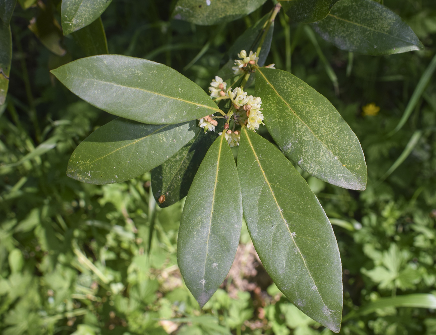 Изображение особи Laurus nobilis.