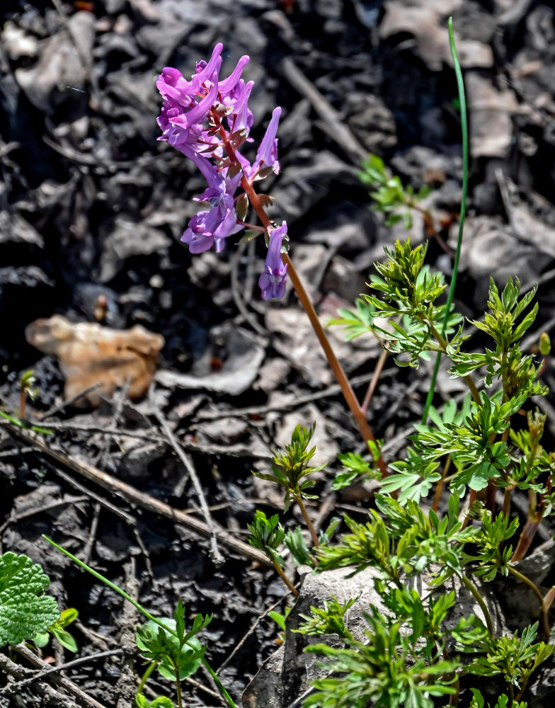 Image of Corydalis solida specimen.