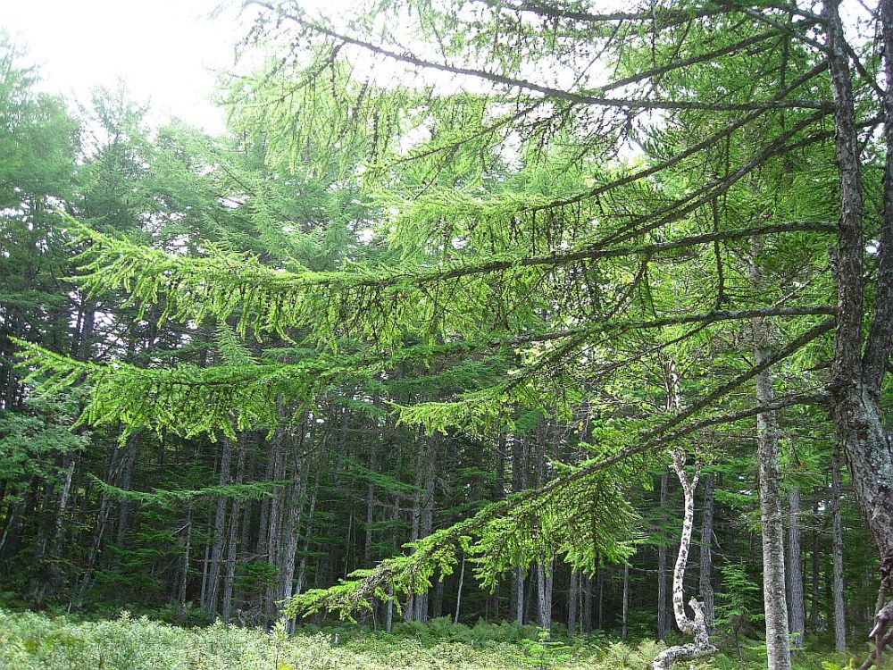Изображение особи Larix cajanderi.