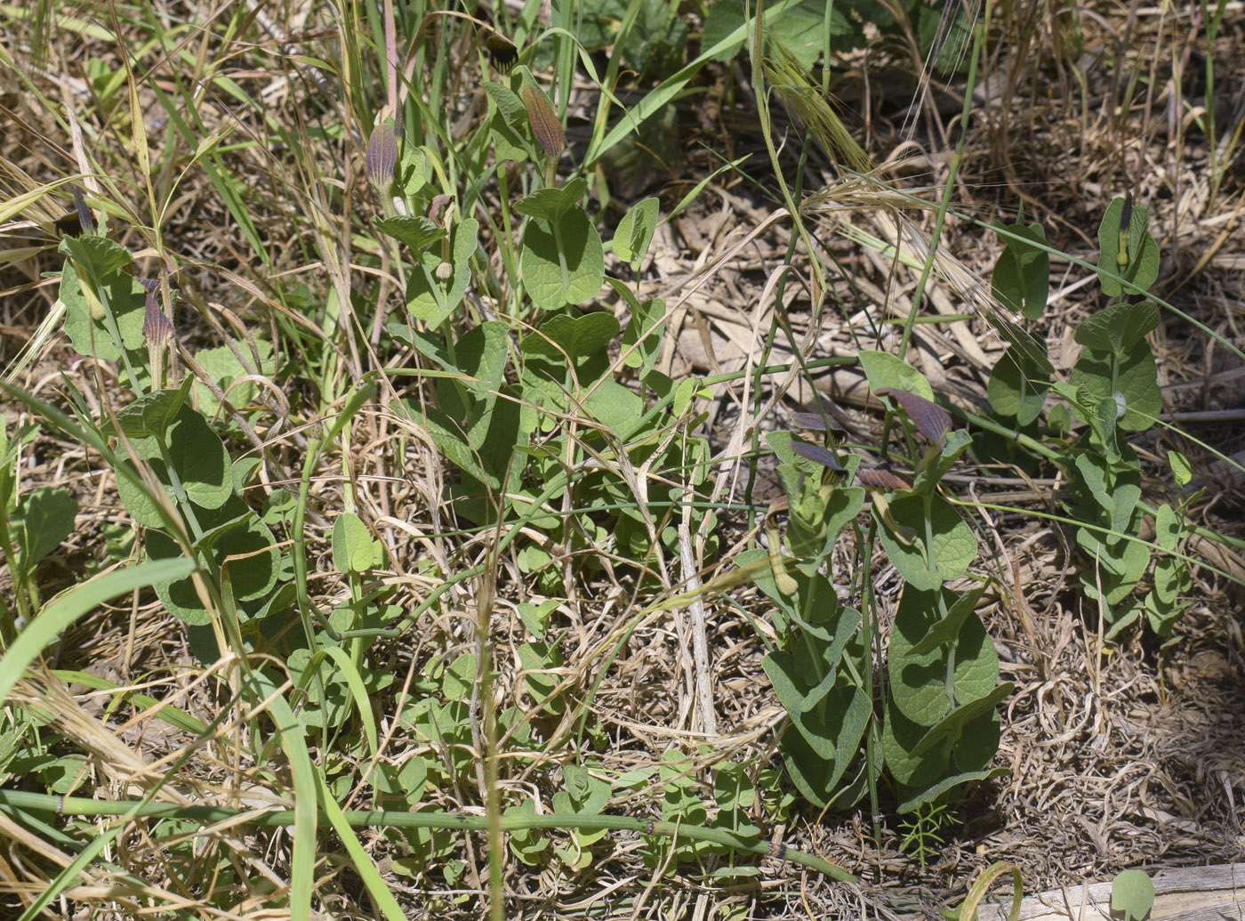 Изображение особи Aristolochia rotunda.