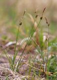 Carex korshinskyi