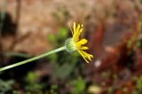 Erigeron linearis
