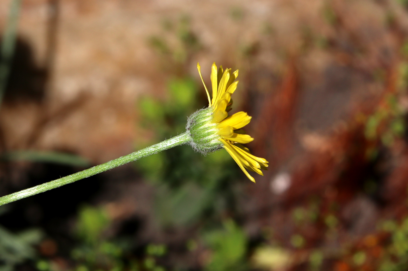 Image of Erigeron linearis specimen.
