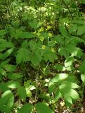 Caulophyllum robustum. Верхушка цветущего растения. Хабаровский край, г. Комсомольск-на-Амуре, дол. р. Силинка, лиственный лес. 01.06.2026.