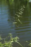 Poa angustifolia. Верхушка побега с соцветием. С.-Петербург, Петергоф, Луговой парк, берег пруда. 07.06.2026.