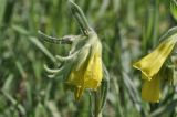 genus Onosma. Верхушка побега с соцветием. Крым, окр. г. Симферополь, поляна в дубовом редколесье. 17.05.2026.