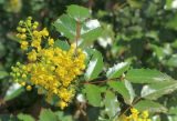 Mahonia aquifolium. Верхушка ветви с соцветием. Крым, г. Ялта, Никитский ботанический сад. 07.04.2026.