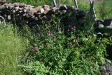 род Trifolium
