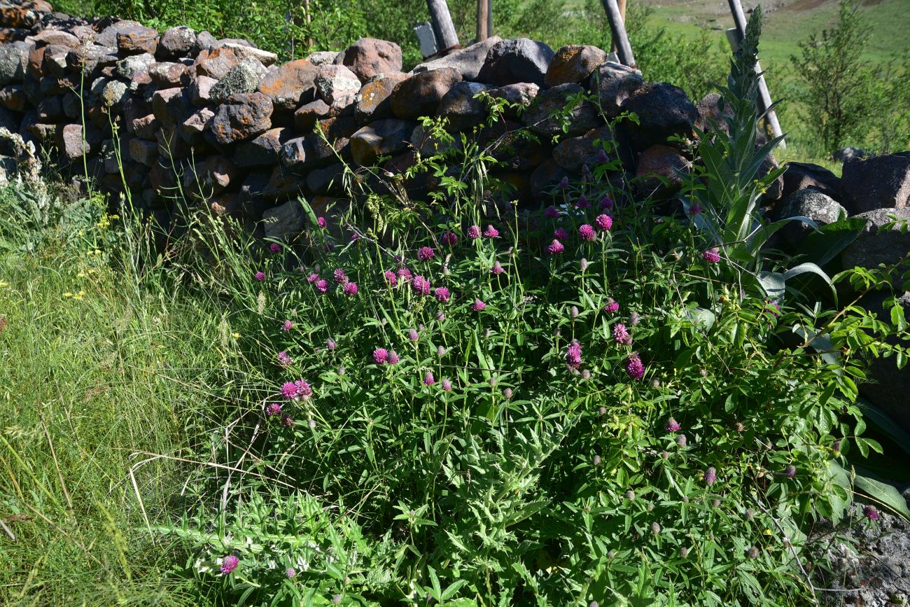 Изображение особи род Trifolium.