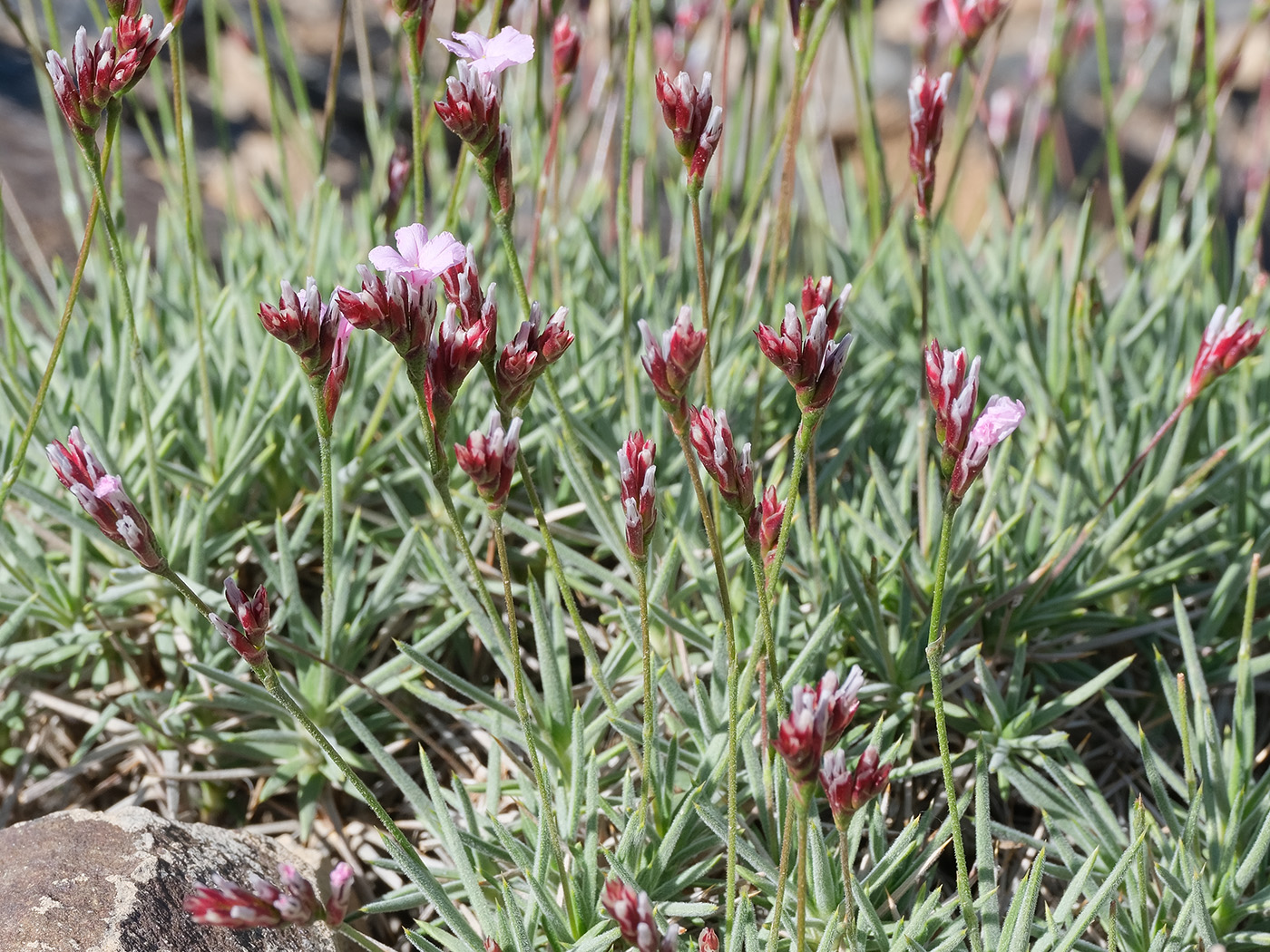 Image of Acantholimon pamiricum specimen.