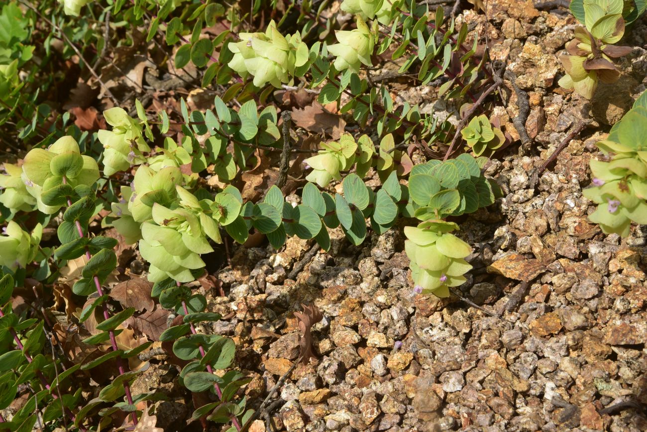 Image of Unknown species specimen.