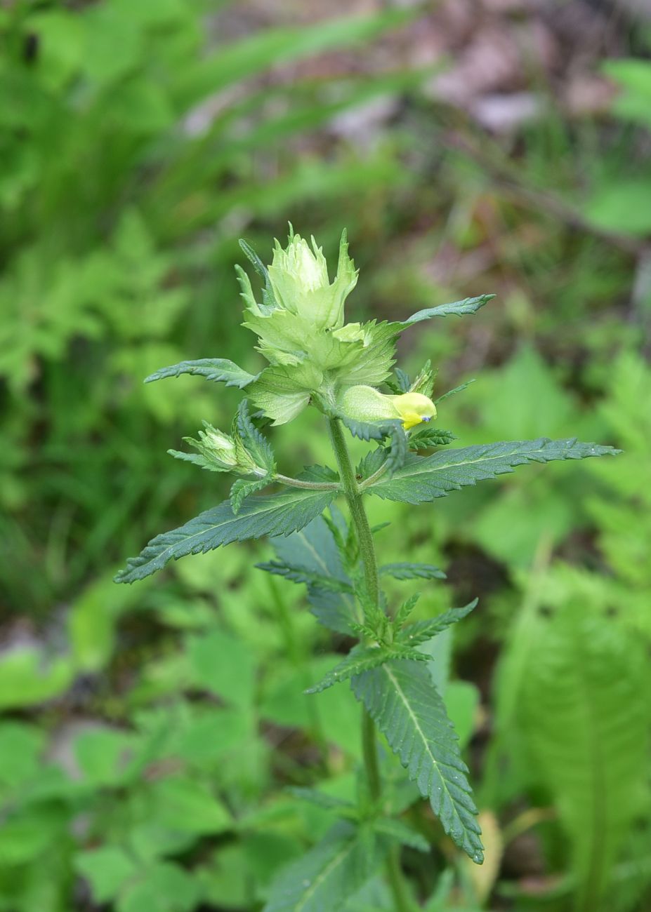 Image of genus Rhinanthus specimen.