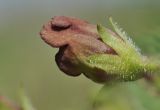 Scrophularia maximowiczii. Цветок (вид со стороны чашечки). Приморье, о. Шкота, коса, полынно-кустарниковое сообщество. 27.06.2026.