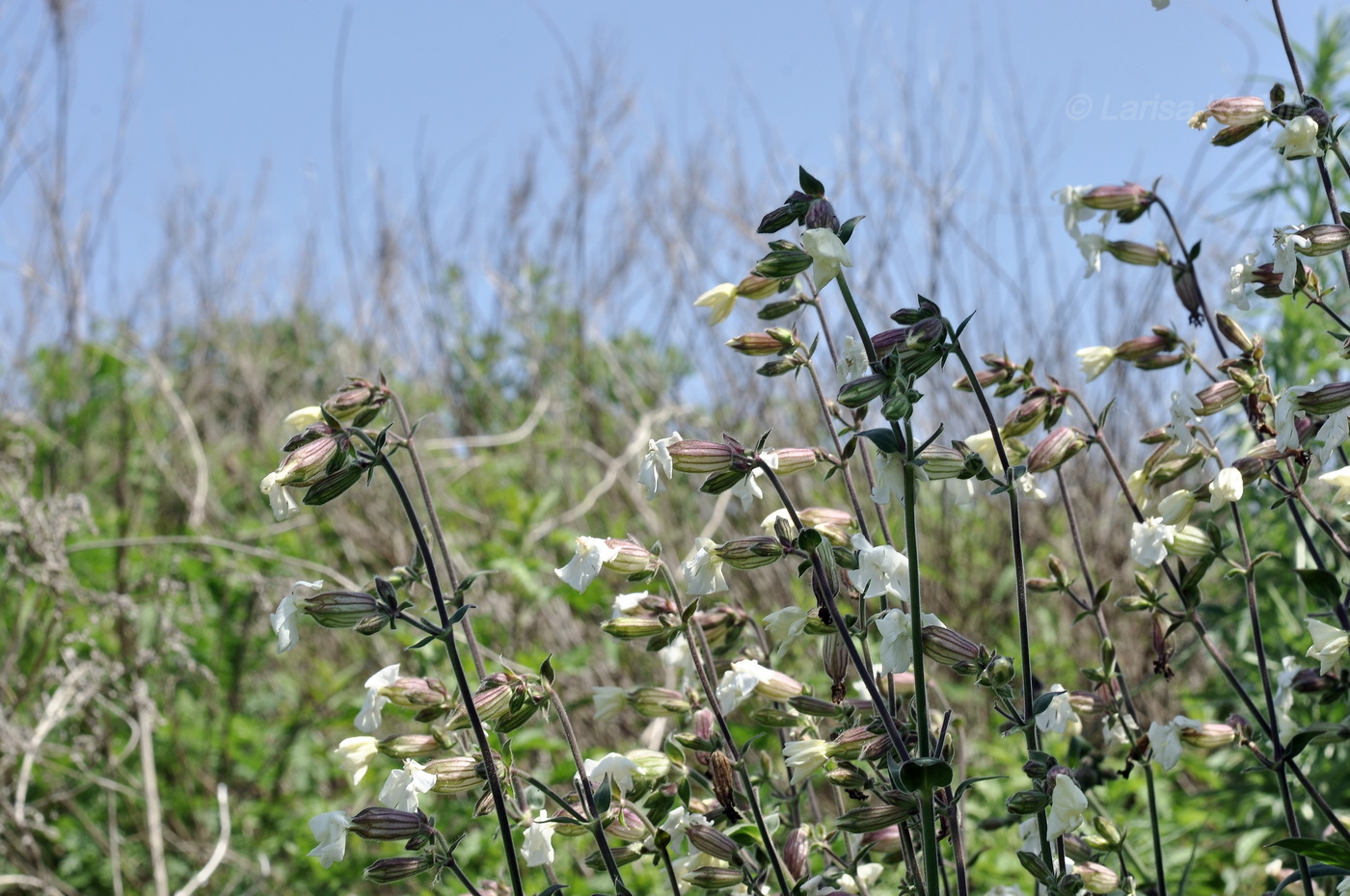 Image of genus Silene specimen.
