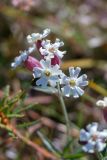 genus Silene. Цветки. Хабаровский край, Охотский р-н, окр. горы Тумусах, 800 м н.у.м., щебёночная осыпь у горного озера. 25.08.2026.