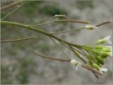 Arabidopsis thaliana. Верхушка соцветия. Чувашия, окр. г. Шумерля, Подвенец. 15 мая 2011 г.
