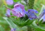 Echium vulgare