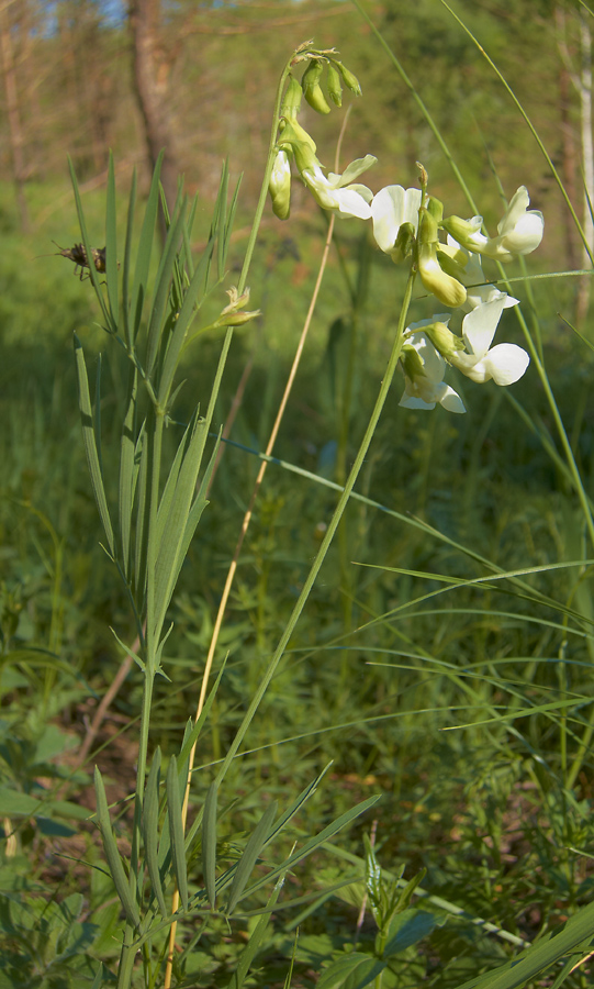 Image of Lathyrus pallescens specimen.