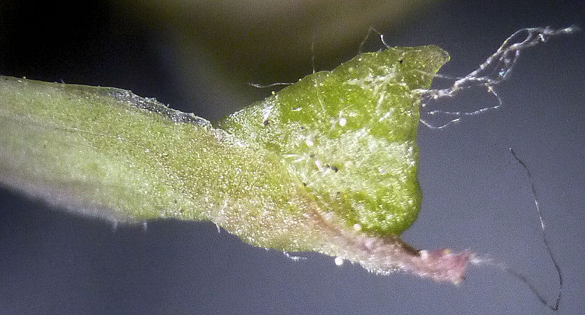 Изображение особи Taraxacum scariosum.