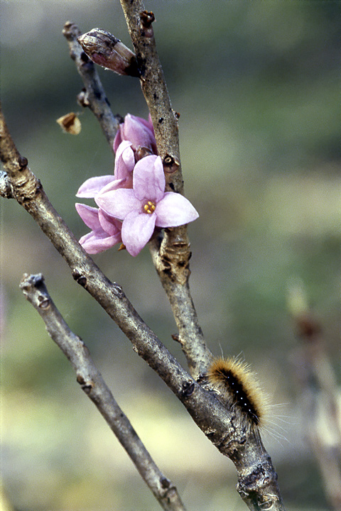 Image of Daphne mezereum specimen.