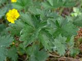 Potentilla crantzii. Листья. Свердловская обл., окр. г. Североуральск, опушка сосново-елового леса близ известнякового карьера. 05.06.2011.