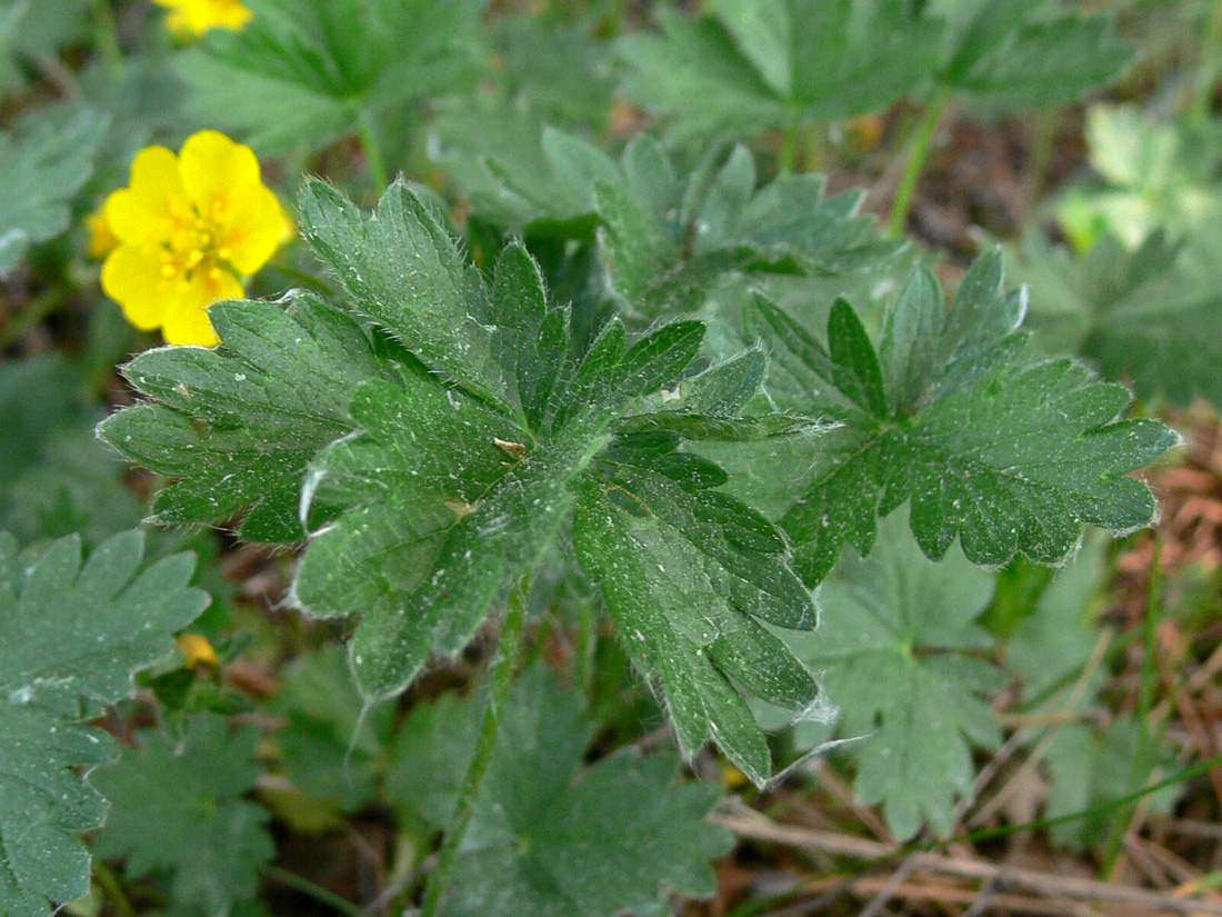 Image of Potentilla crantzii specimen.