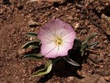 Convolvulus lineatus