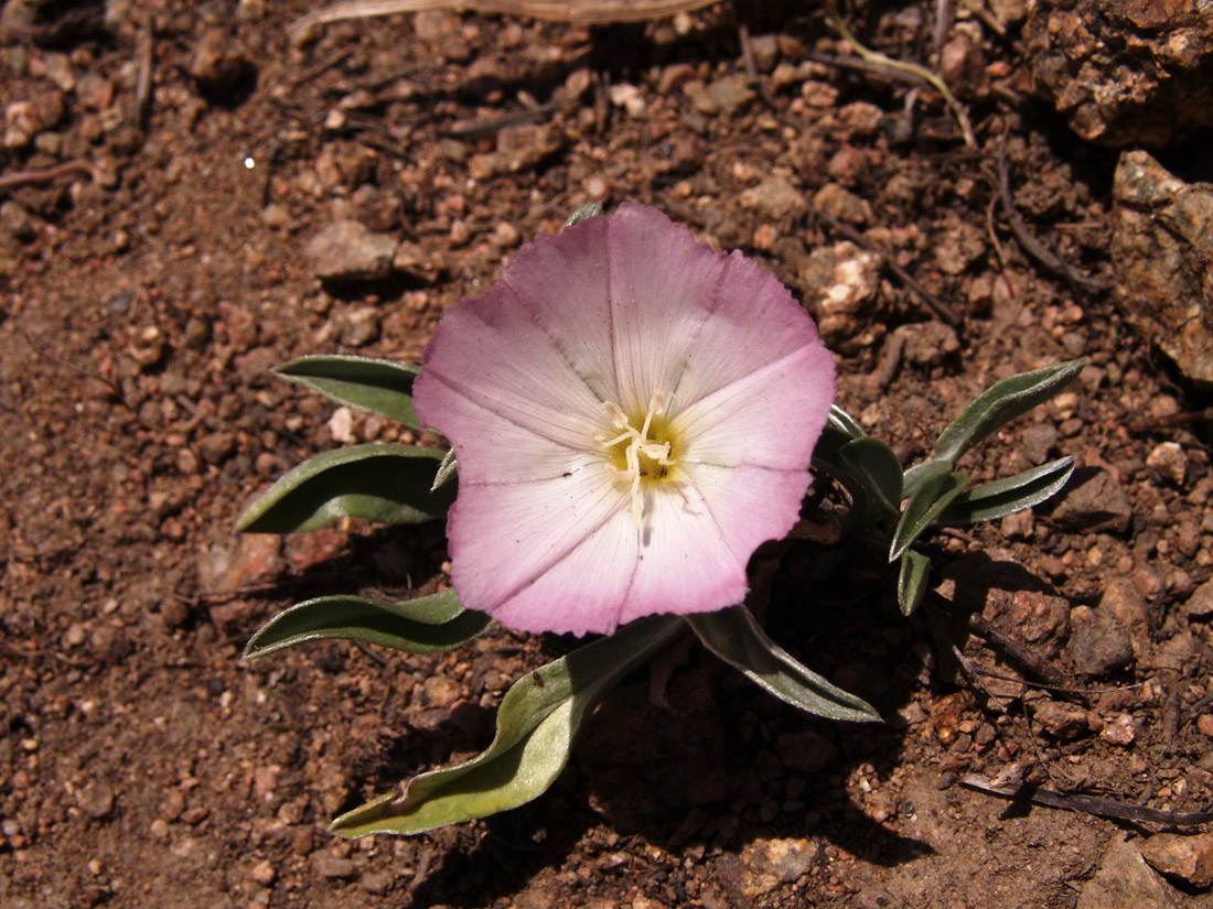 Изображение особи Convolvulus lineatus.