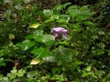 Hydrangea macrophylla