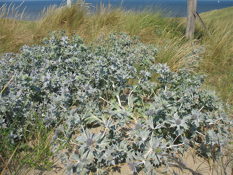 Image of Eryngium maritimum specimen.