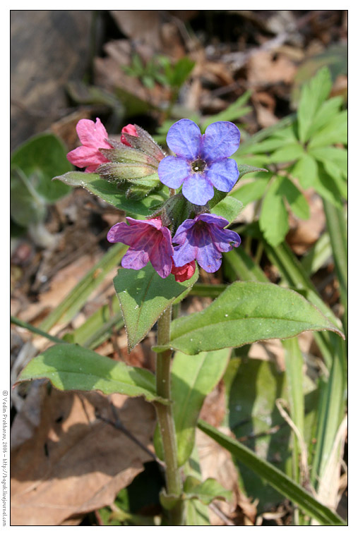 Image of Pulmonaria obscura specimen.