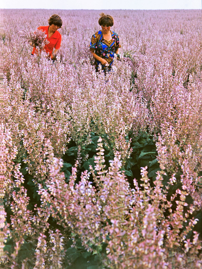 Image of Salvia sclarea specimen.