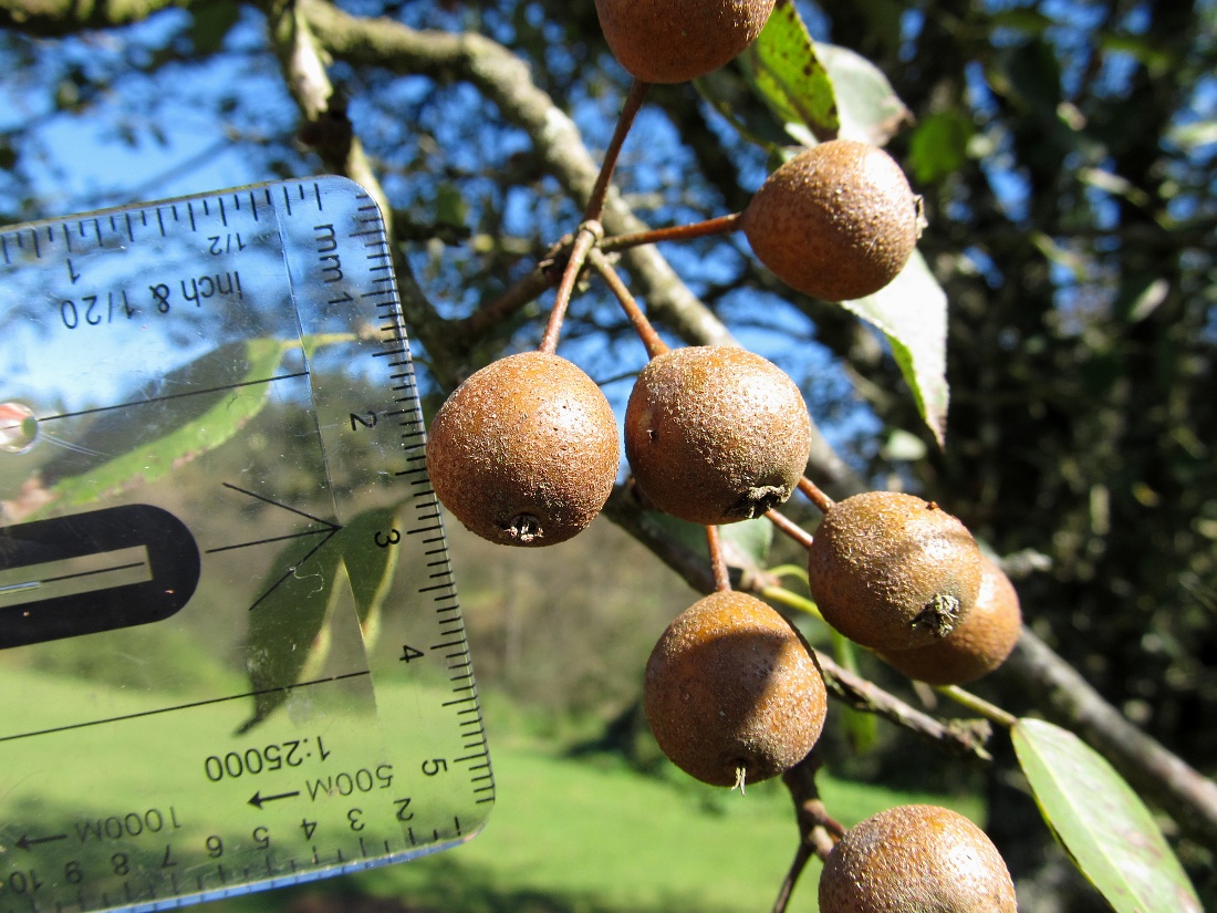 Image of Pyrus cordata specimen.