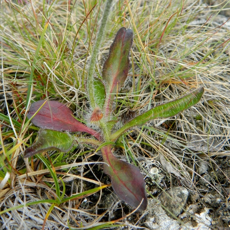 Изображение особи Hieracium alpinum.