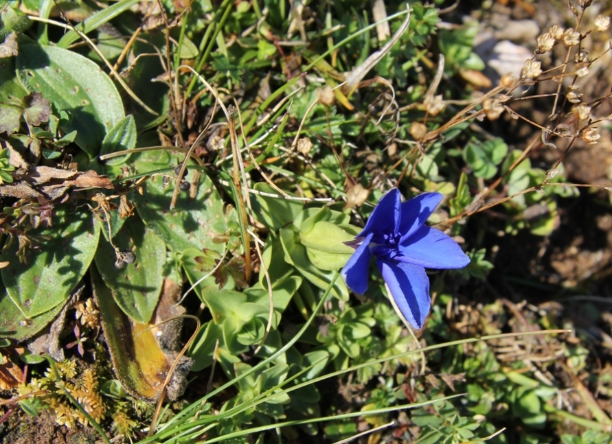 Image of Gentiana utriculosa specimen.