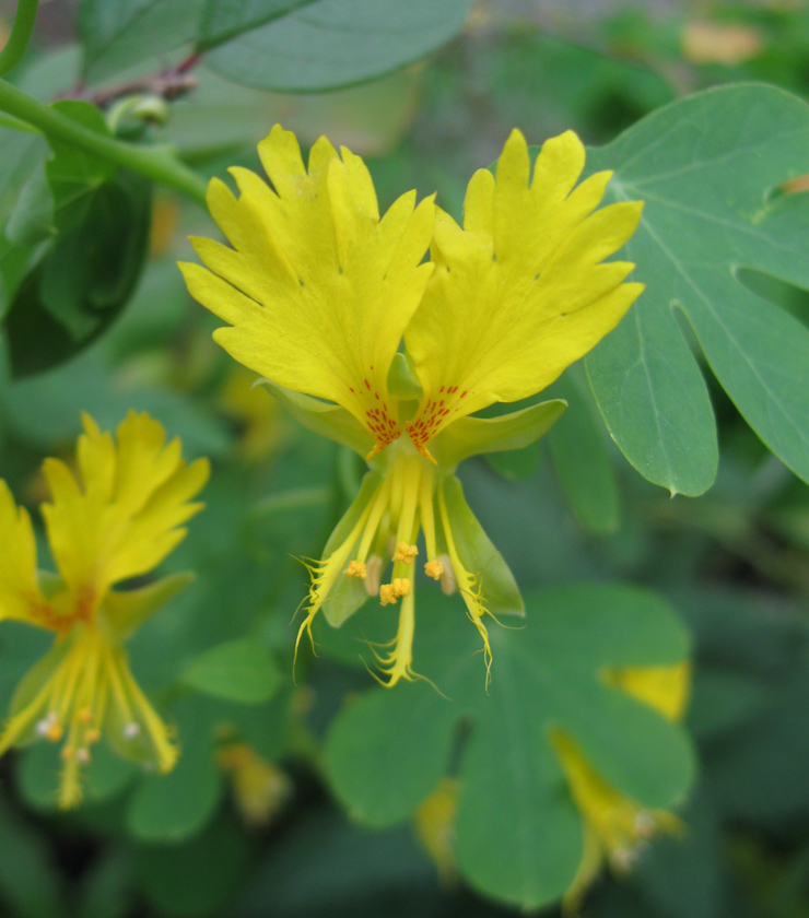 Image of Tropaeolum peregrinum specimen.