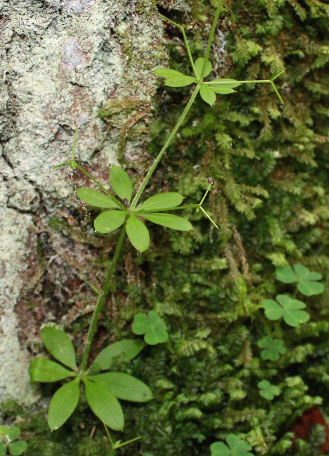 Изображение особи Galium triflorum.