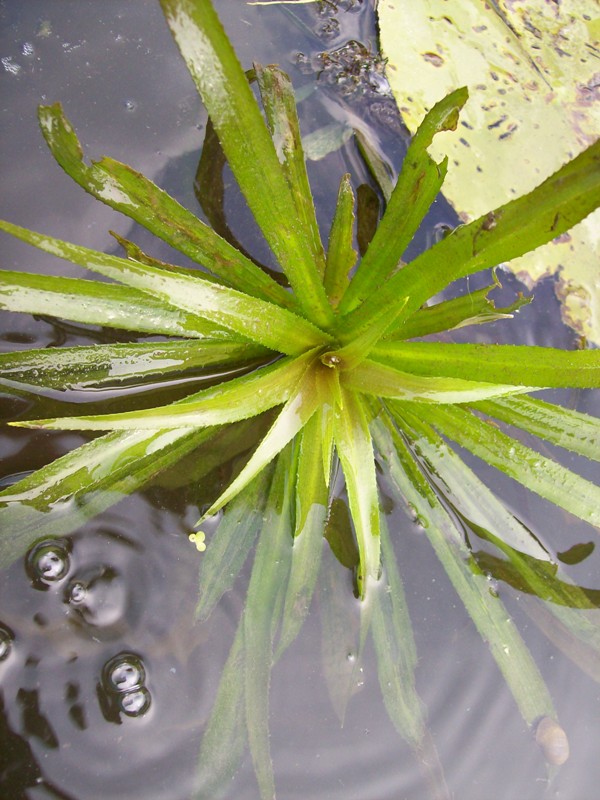 Image of Stratiotes aloides specimen.