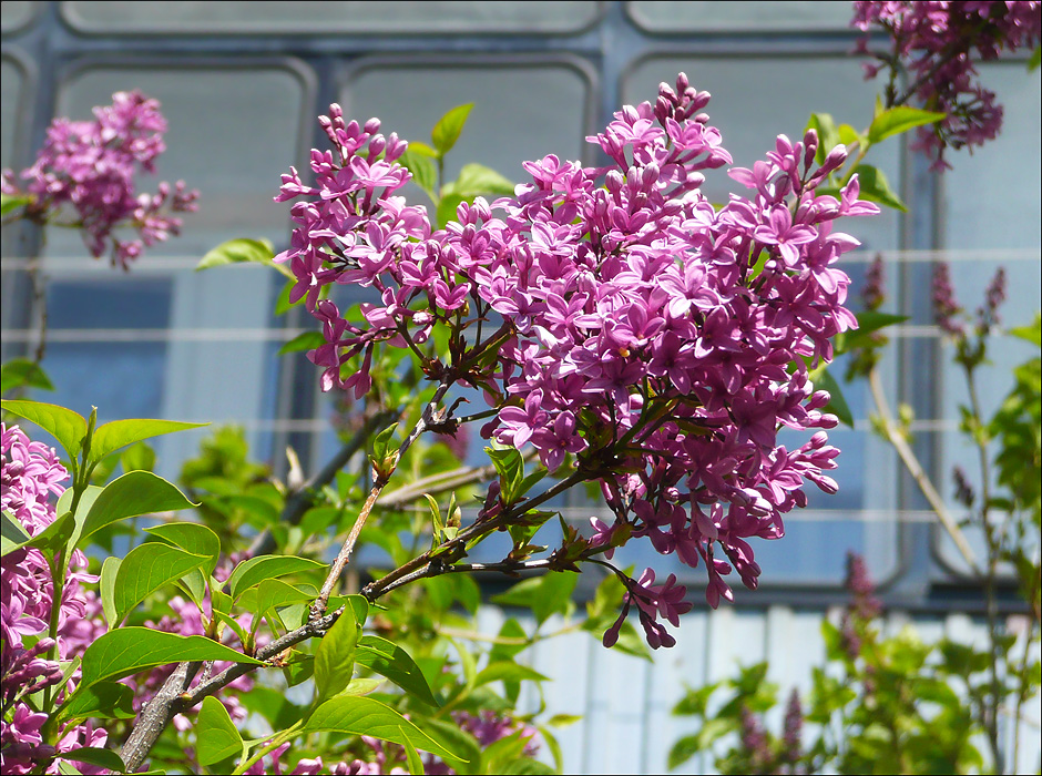 Image of Syringa chinensis specimen.