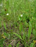 Linum catharticum. Верхушка цветущего растения. Архангельская обл., Вельский р-н, окр. пос. Усть-Шоноша, луг. 23.06.2011.