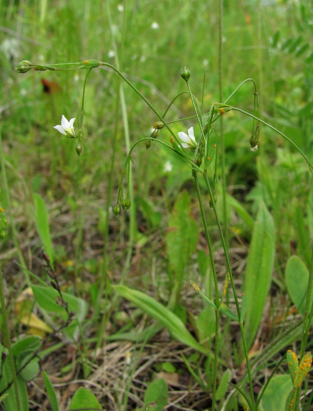 Изображение особи Linum catharticum.