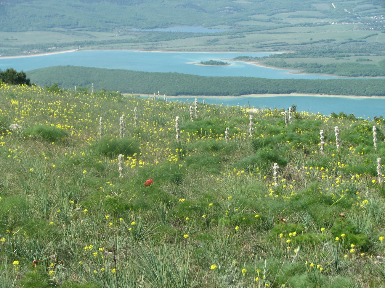 Image of Asphodeline taurica specimen.