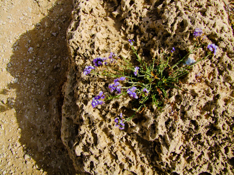 Изображение особи Limonium sinuatum.