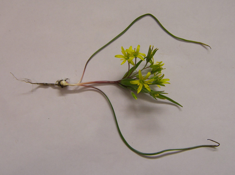 Image of Gagea villosa specimen.