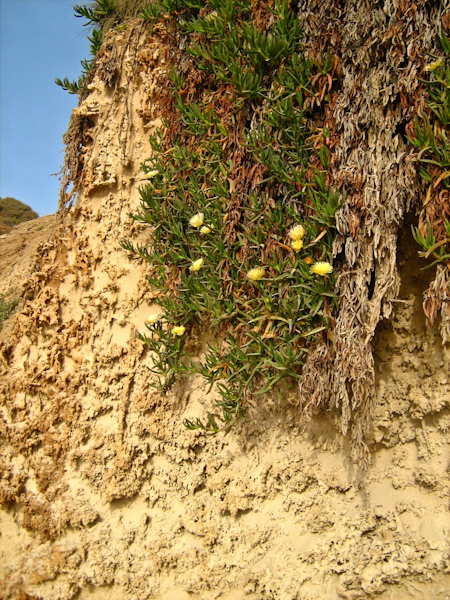 Image of genus Carpobrotus specimen.