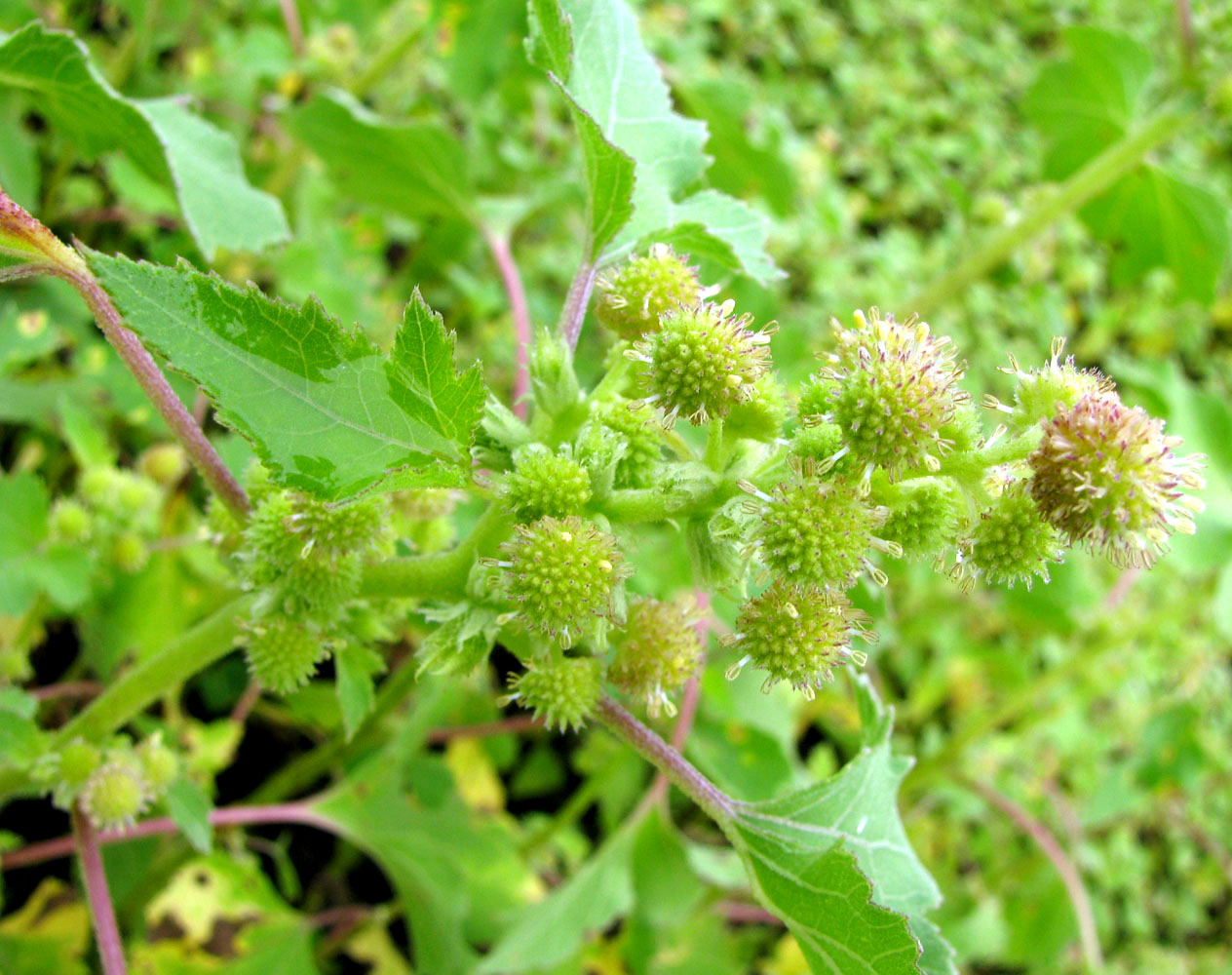 Image of Xanthium orientale specimen.